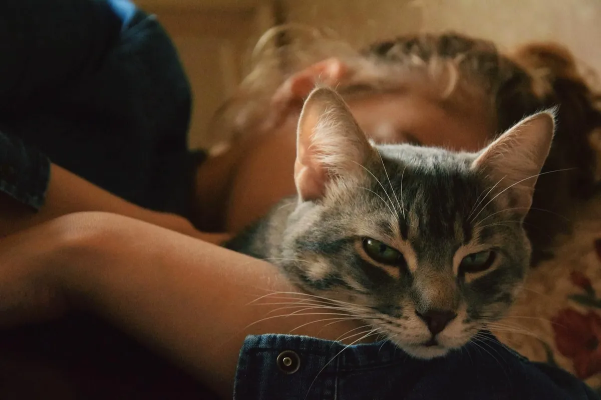 Waarom kattenliefhebbers anders zijn: Een diepgaande kijk