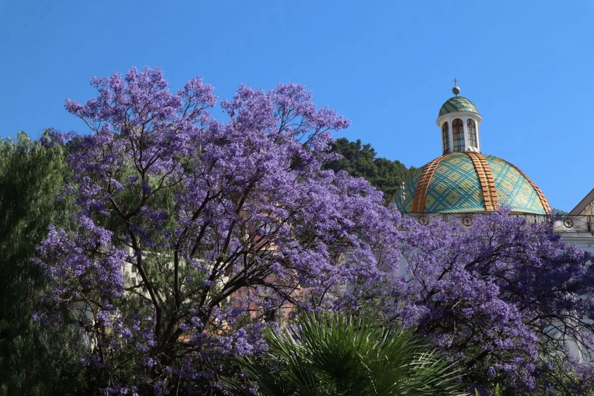 De veelzijdige Paulownia: een exotische aanwinst voor je tuin