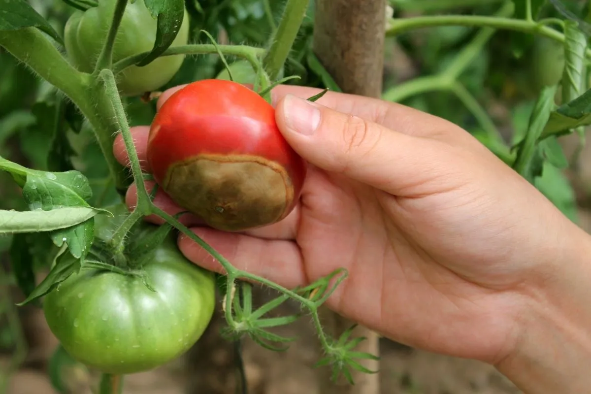 De verborgen kanten van tomatenteelt in jouw tuin