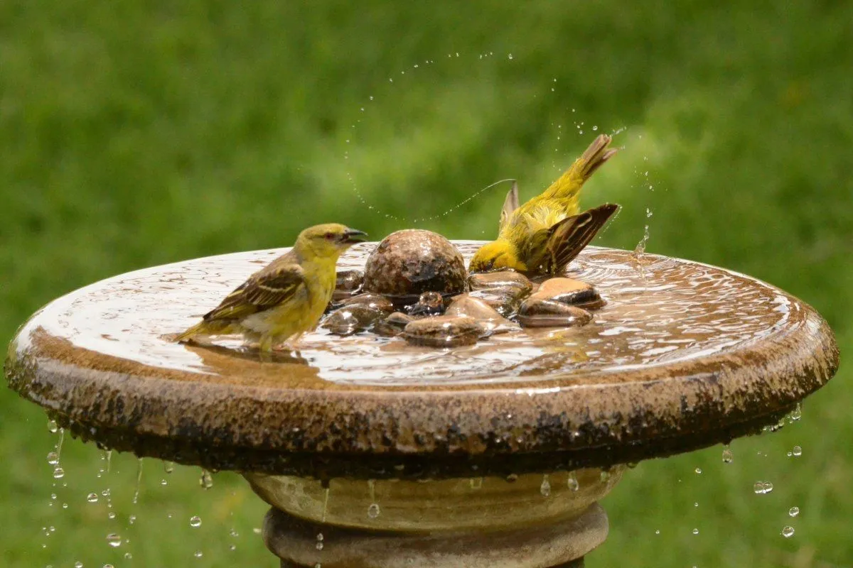 Vogelbaden: een zomerse oase of verborgen gevaar?